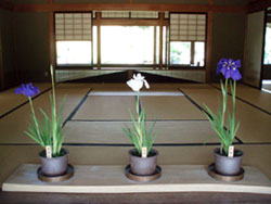 Hanashobu-ten (Japanese iris exhibition)
